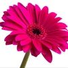 twoblossomsco
